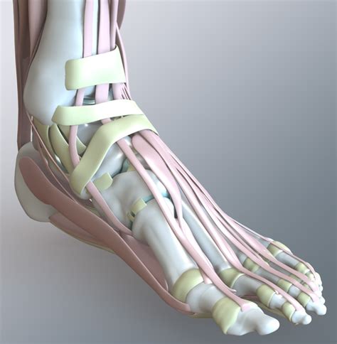 Foot Anatomy, Pictures & Model 